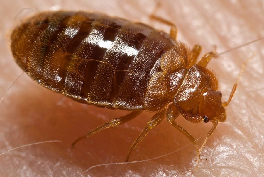 How to Hire a Pest Manager for Bed Bugs Precision Canine Bed Bug